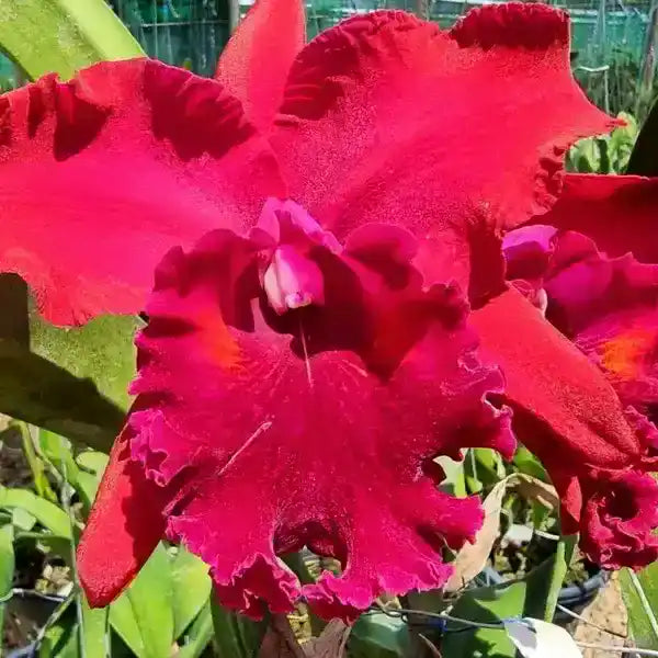 Cattleya (CS-033)