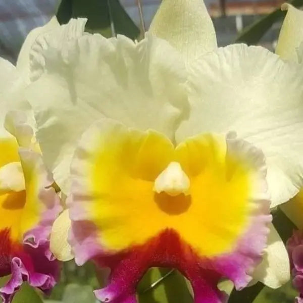 Cattleya (CS-034)