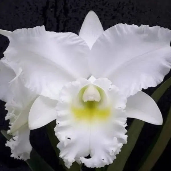 Cattleya (CS-035)