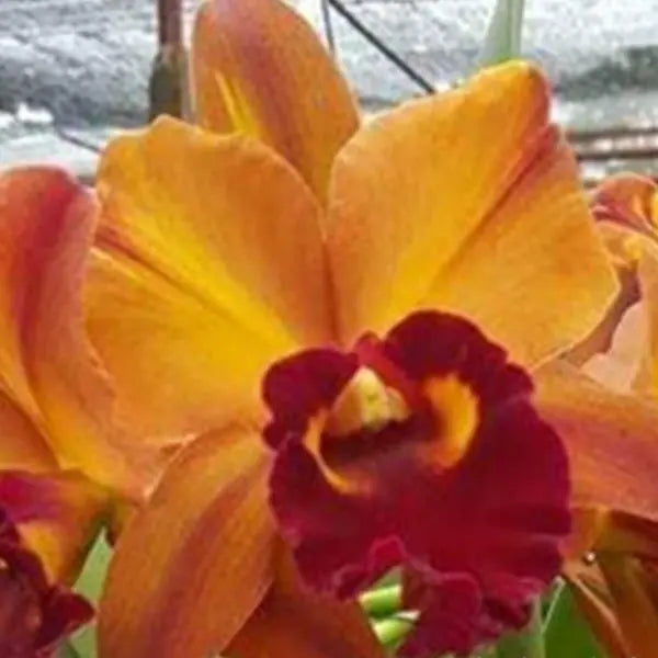 Cattleya (CS-036)