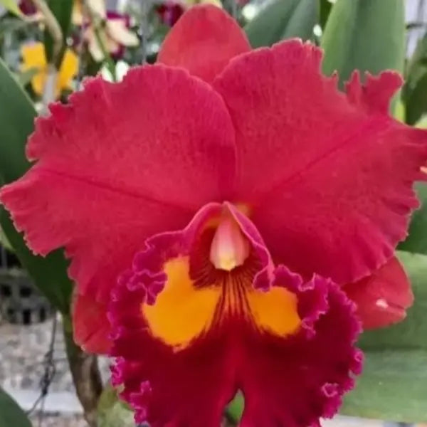 Cattleya (CS-038)