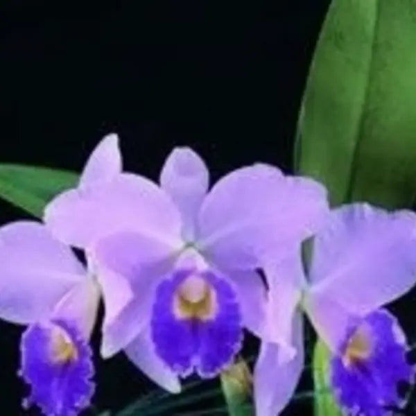 Cattleya (CS-039)