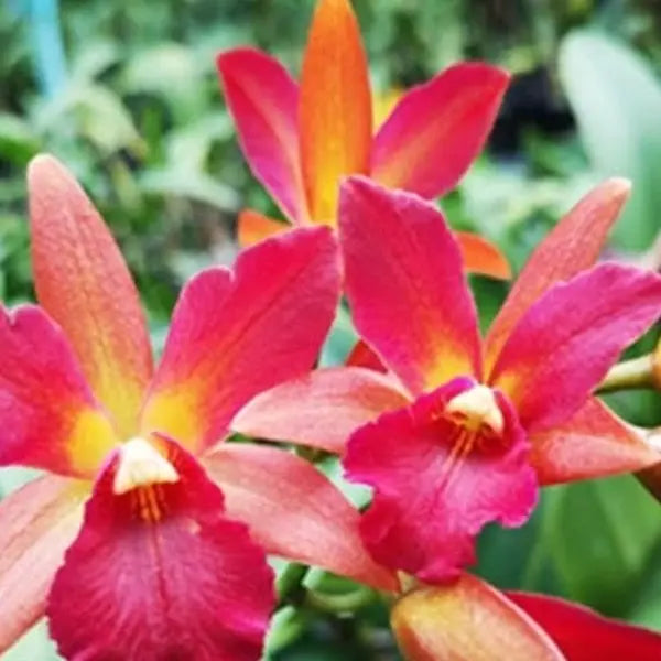 Cattleya (CS-041)