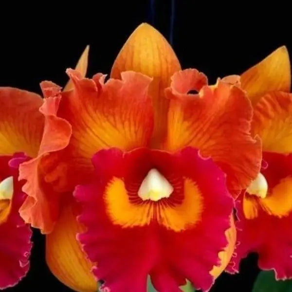 Cattleya (CS-042)