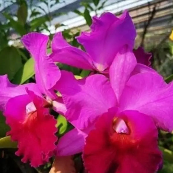 Cattleya (CS-043)
