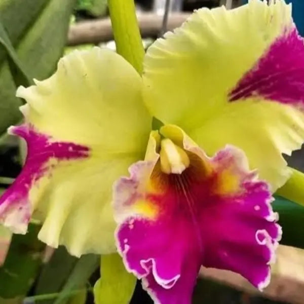 Cattleya (CS-044)