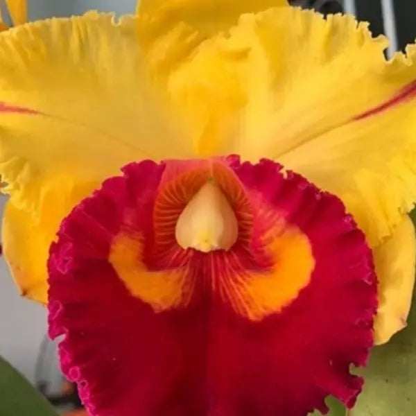 Cattleya (CS-045)