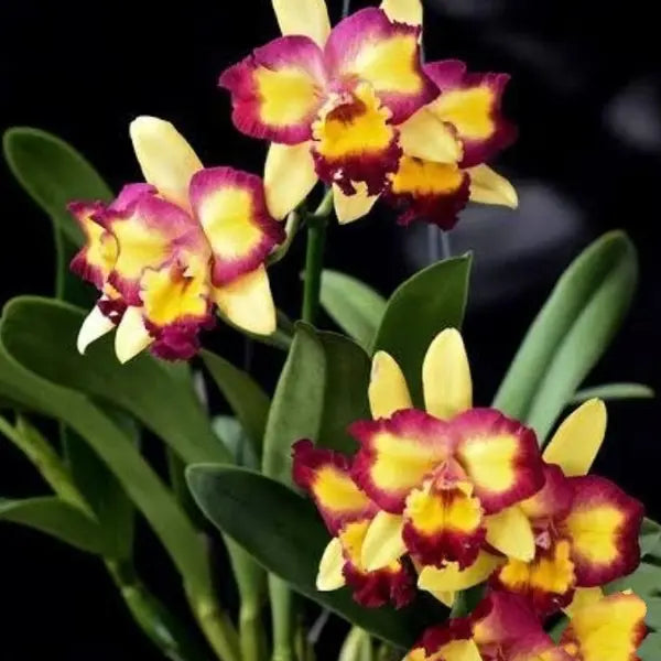 Cattleya (CS-046)