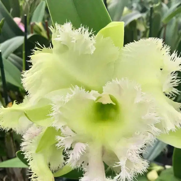 Cattleya (CS-047)