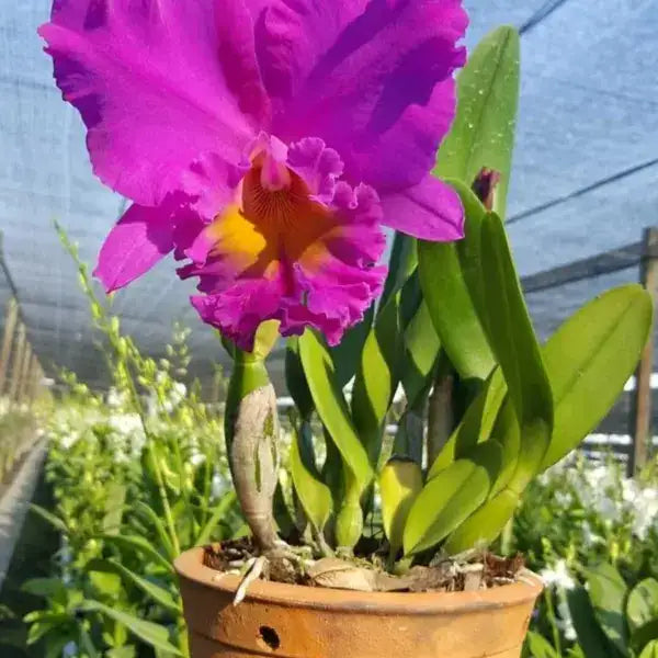 Cattleya (CS-048)
