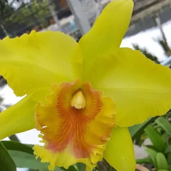 Cattleya (CS-049)