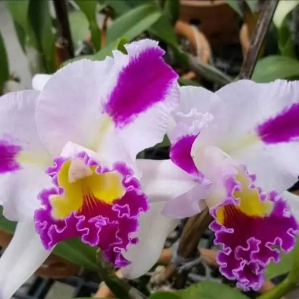 Cattleya (CS-050)