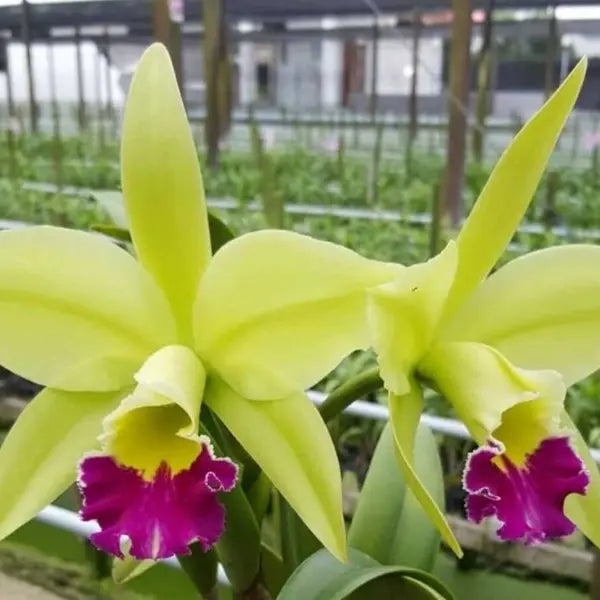 Cattleya (CS-051)
