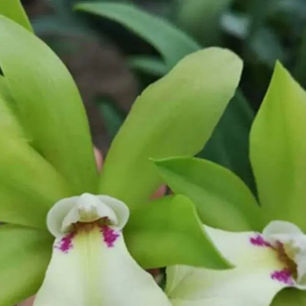 Cattleya (CS-052)