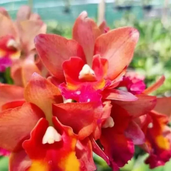 Cattleya (CS-053)