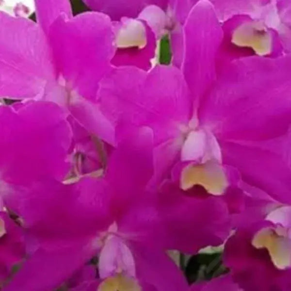 Cattleya (CS-054)