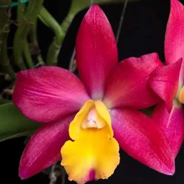 Cattleya (CS-055)