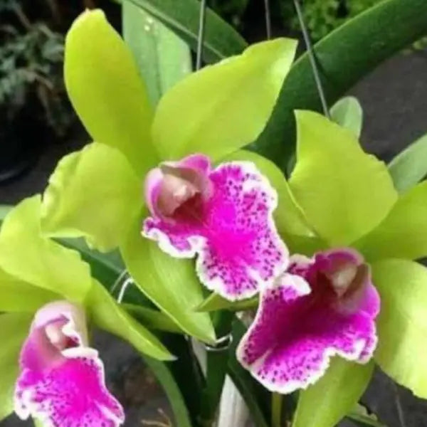 Cattleya (CS-056)