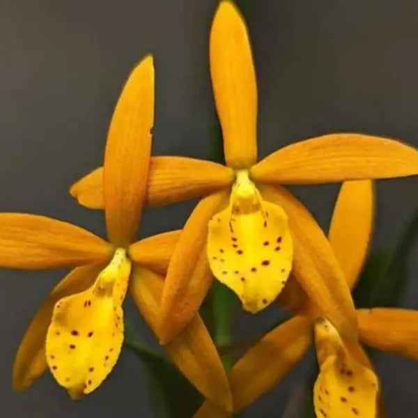 Cattleya (CS-058)