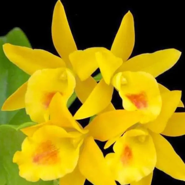 Cattleya (CS-061)