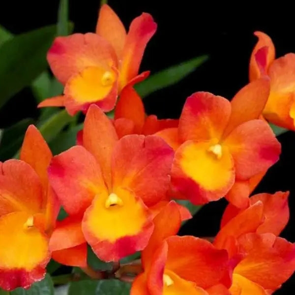 Cattleya (CS-064)