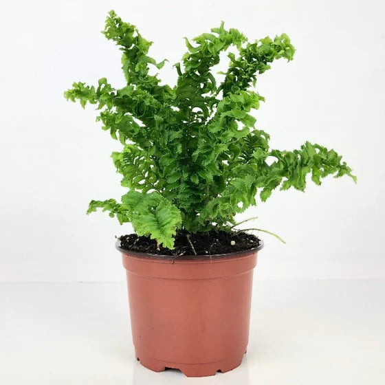Curly Boston Fern, Nephrolepis exaltata 'Emina'