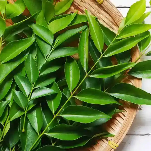 Curry Leaves (Murraya koenigii)