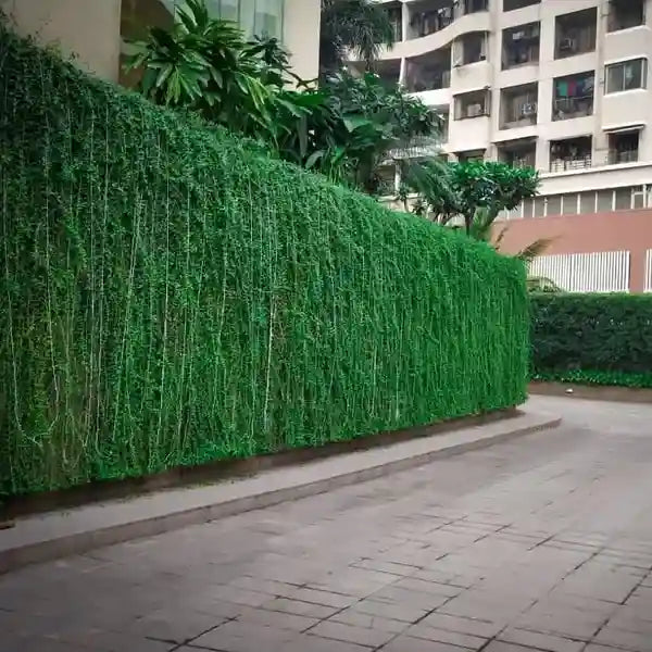 Curtain Creeper Plant, Parda bel, Vernonia Creeper Live Plant-Pack Of 10