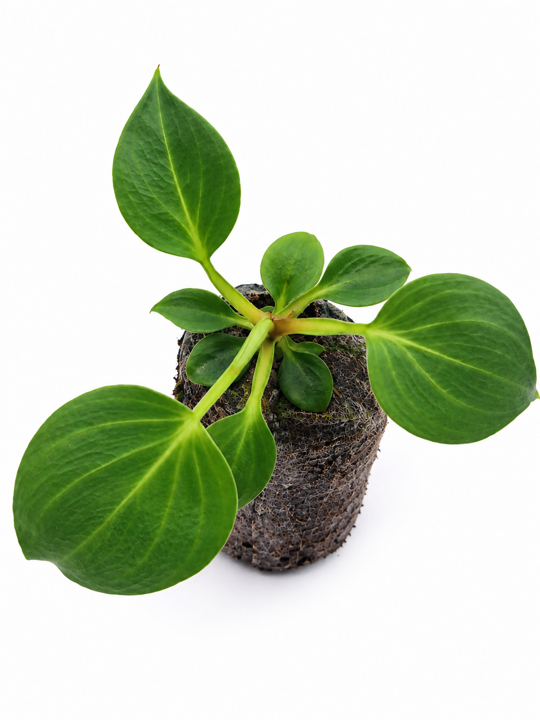 Philodendron El-Choco Red