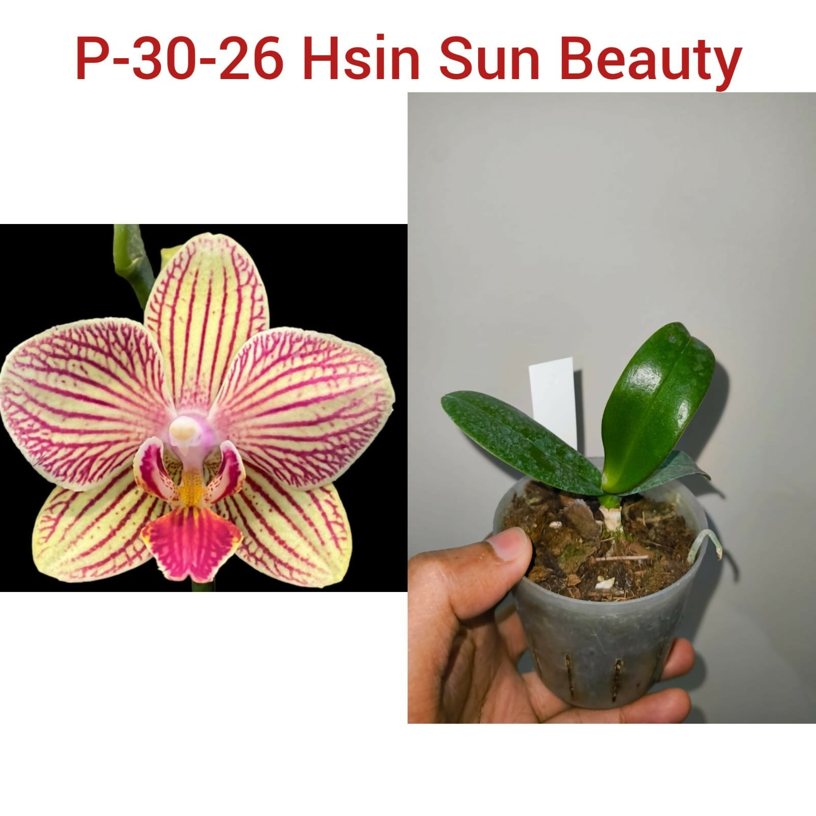 Phalenopsis-P-30-26 Hsin Sun Beauty