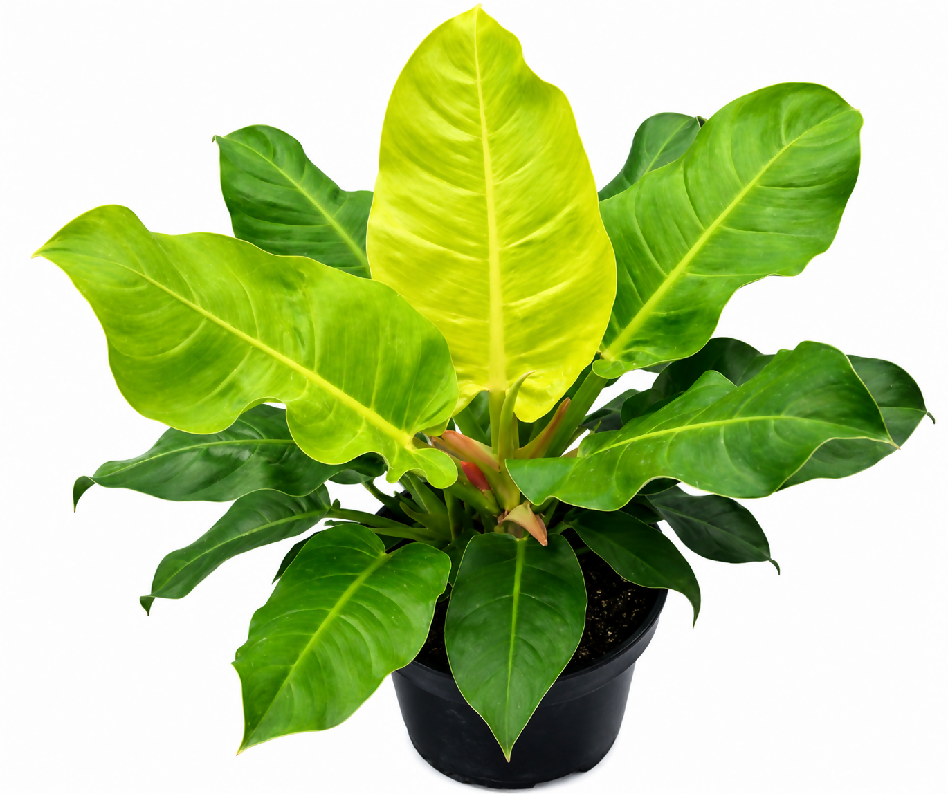 Philodendron Moonsshine