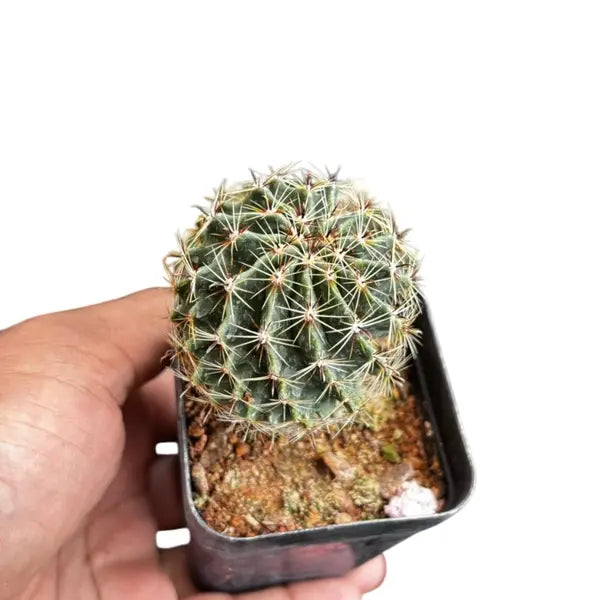 Hamato Cactus