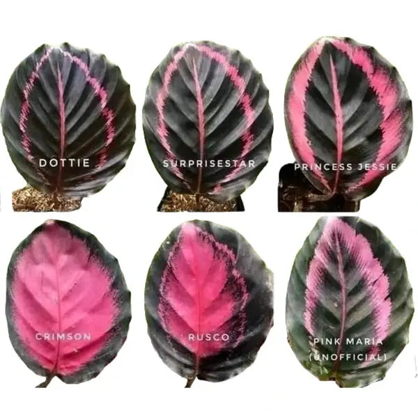 Calathea Rusco: The New Hybrid Beauty with a Pinkish Tinge, Dark Green Border, and Thin White Edges!
