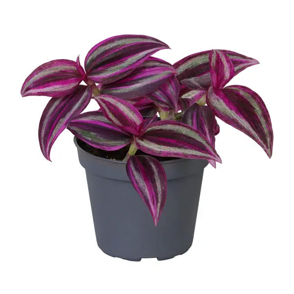 Tradescantia Red Gem | Zebrina Burgundy | Fluminensis Pink Paradise