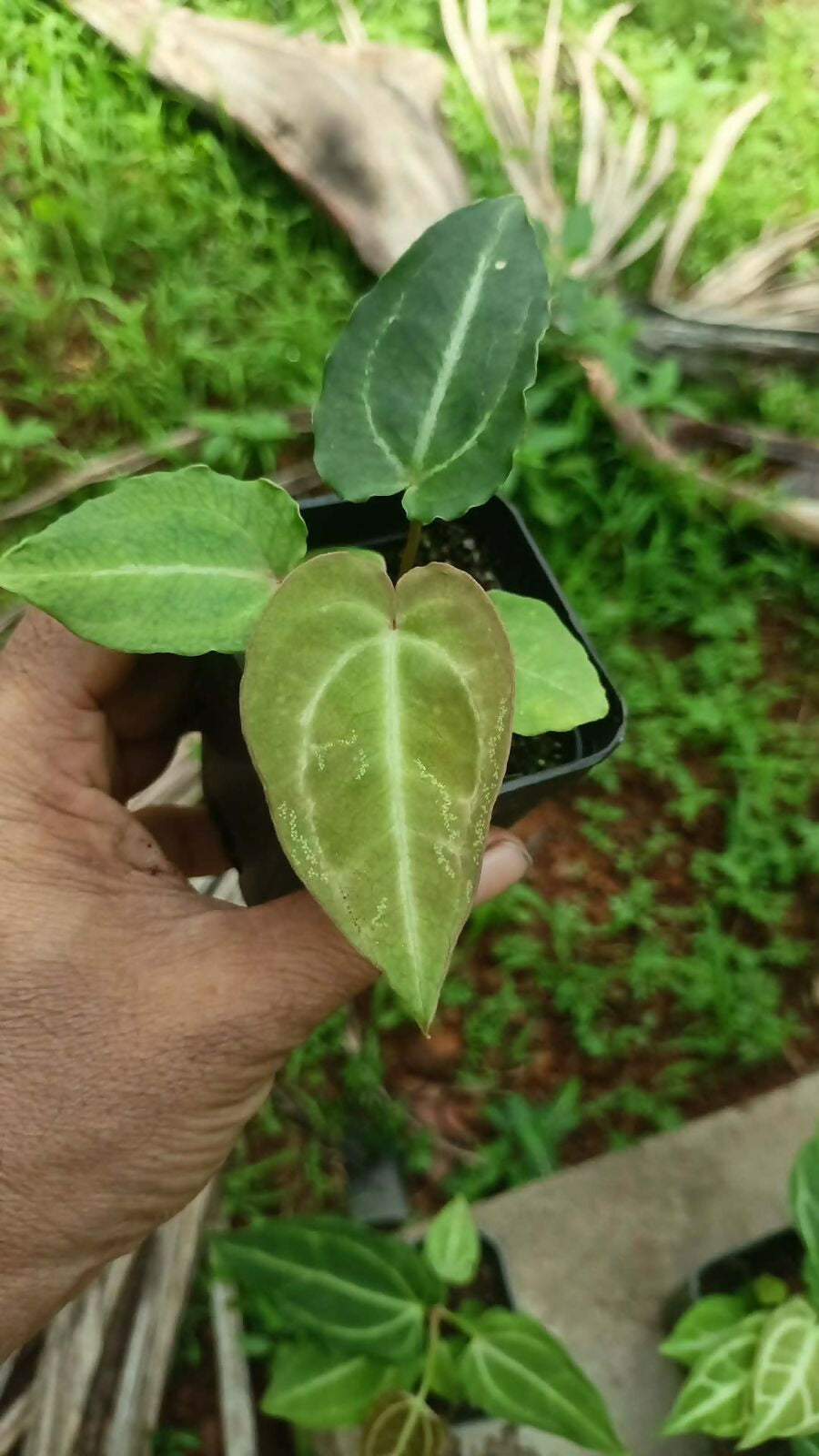 Plant Doctor 10-Pack Rare Foliage Anthurium Combo