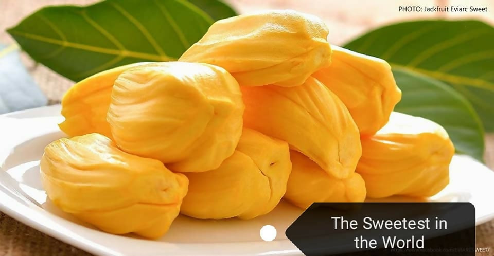 EVIARC The Sweetest Jackfruit Plant