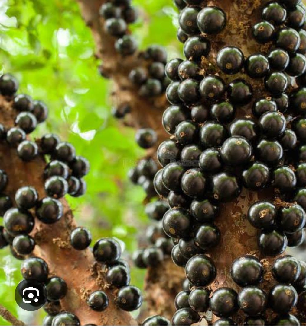 Fruited Jaboticaba Fruit Plant - Keyfarm Wayanad
