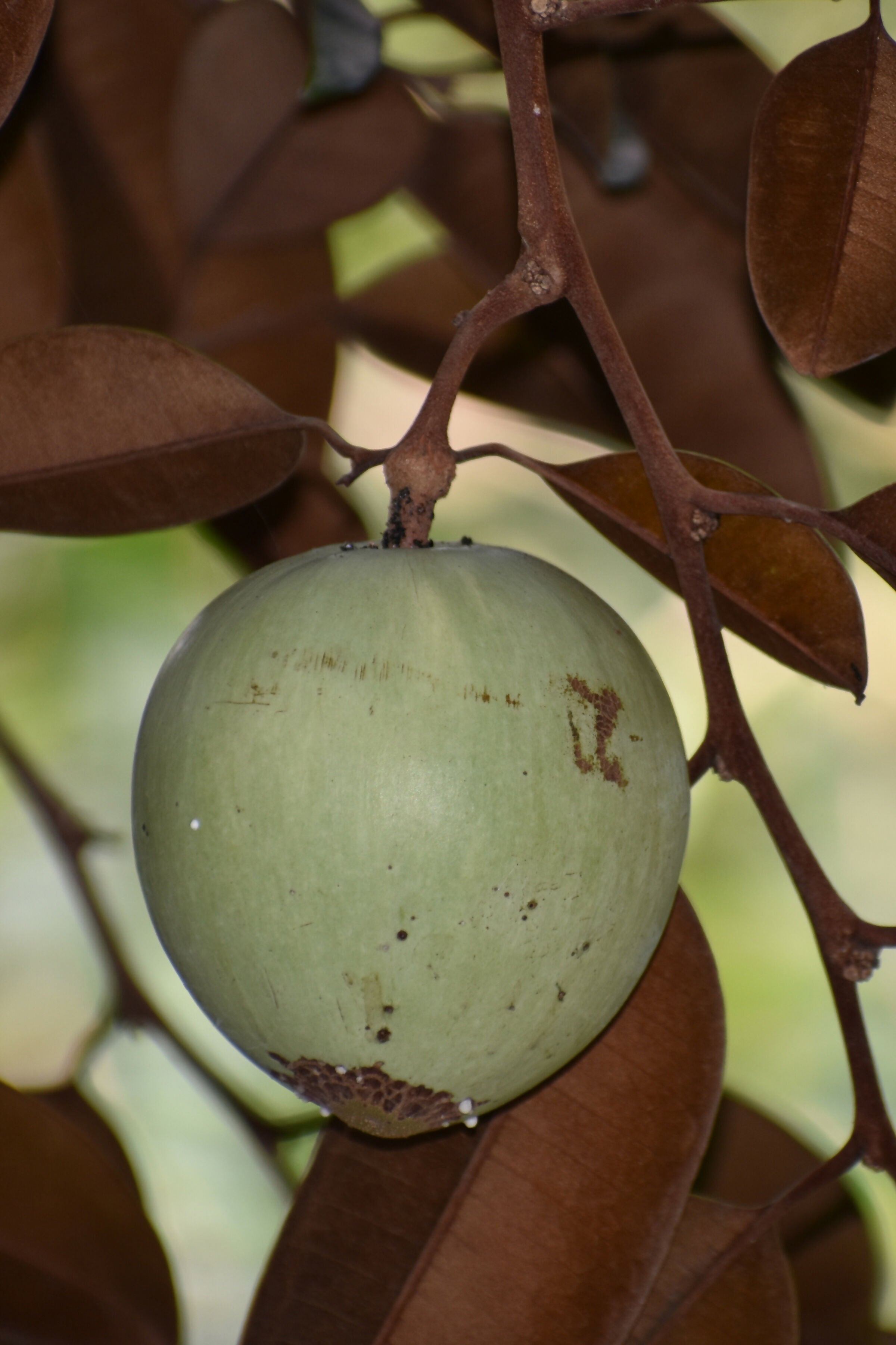 Green Star Apple fruit Plants (Chrysophyllum Cainito)