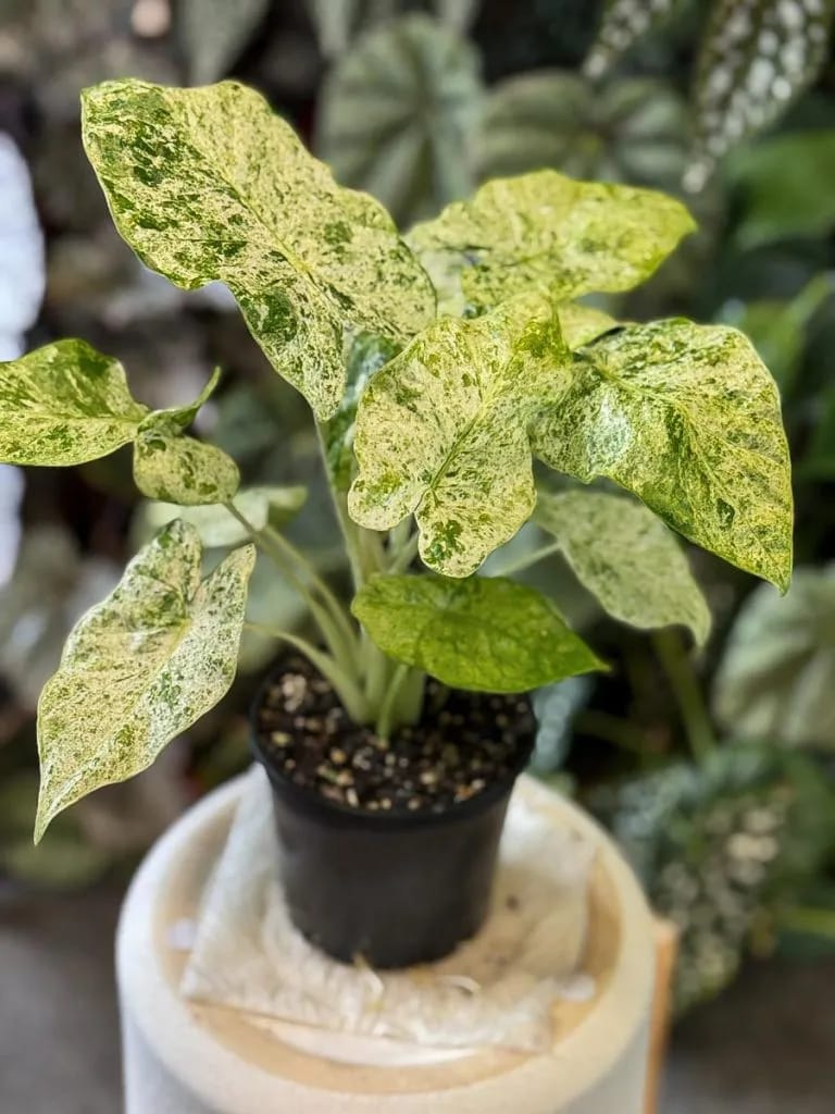 Alocasia Odora Batik Variegated healthy live foliage plant – Foliages India
