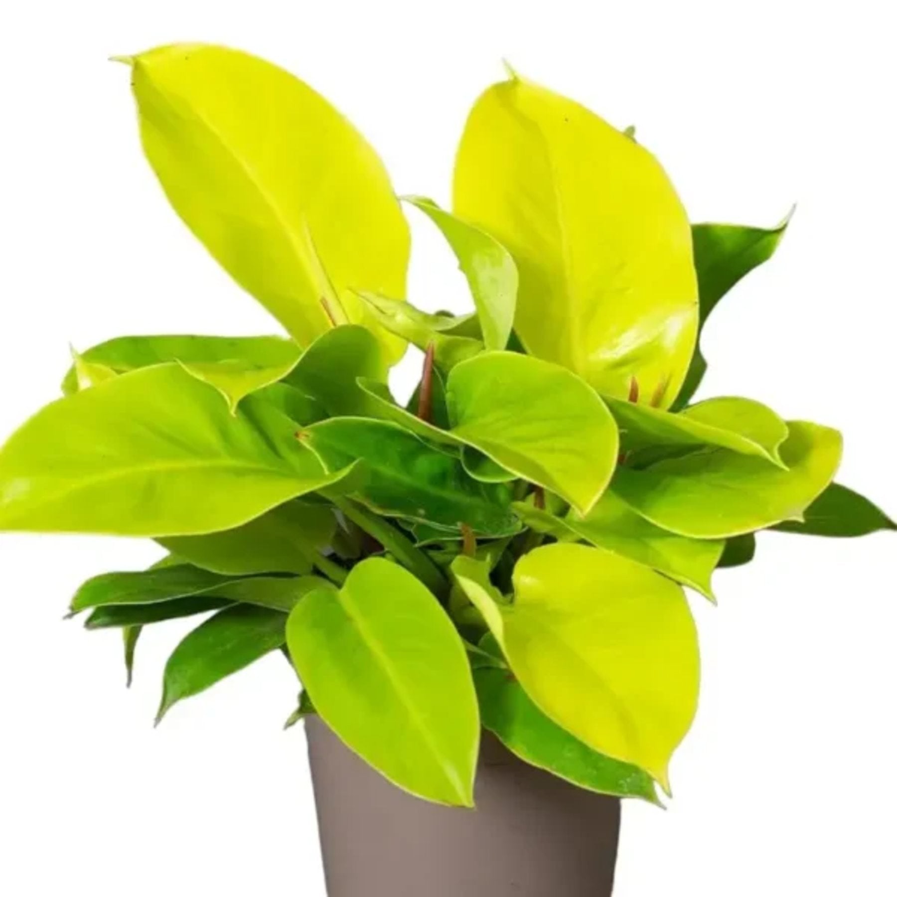 Philodendron Moonshine – Vibrant green Philodendron Moonshine plant – Jiffy Sized