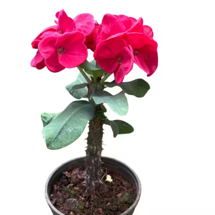 Crown Of Thorns Euphorbia Milii Lady Valentine- E2