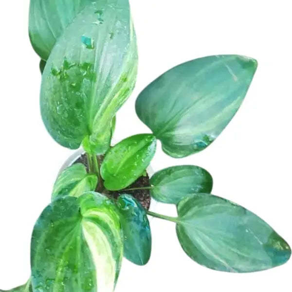 Drimiopsis Maculata Variegata ( Variegated Leopard Lilly)
