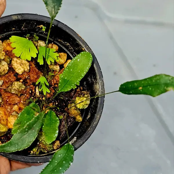 Selaginella ‘Pearl’