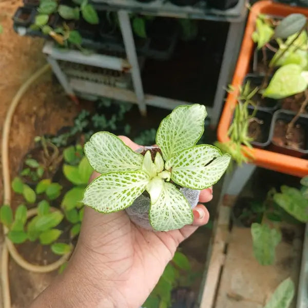 Fittonia 'Anne White'