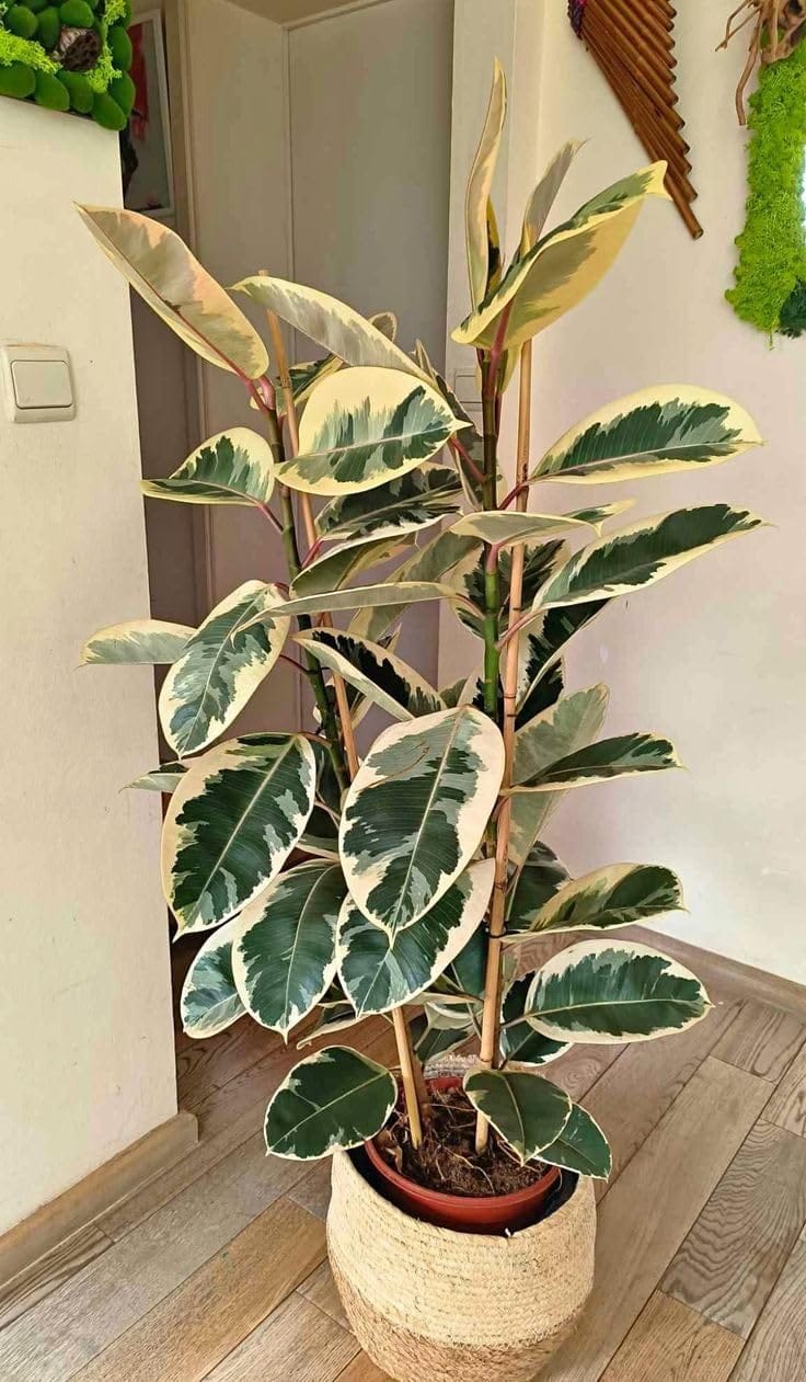Ficus Tineke healthy live foliage plant – Foliages India