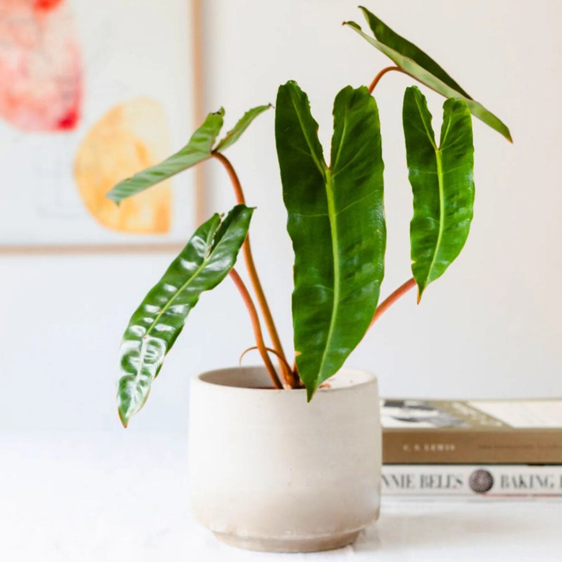 Philodendron Billietiae – Lush Philodendron billietiae foliage – Jiffy Sized