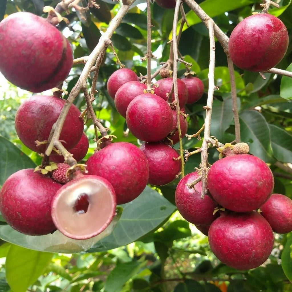 Ruby Longan Fruit Plant (Dimocarpus longan)