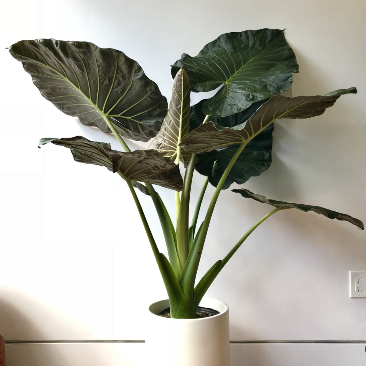 Alocasia Regal Shields - Rare