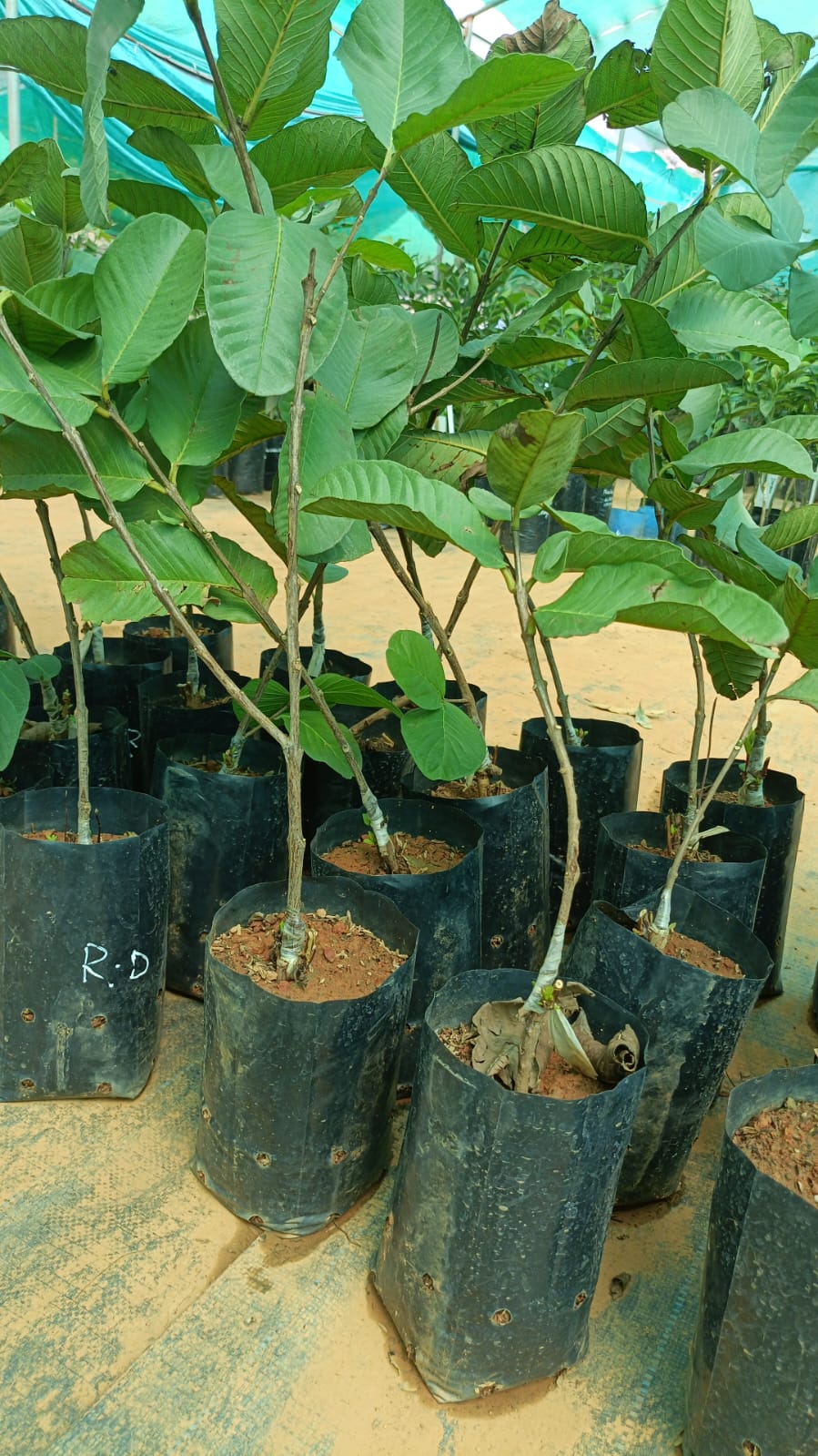 Red Diamond Guava Plant - Sweet Fruit Tree - Keyfarm Wayanad