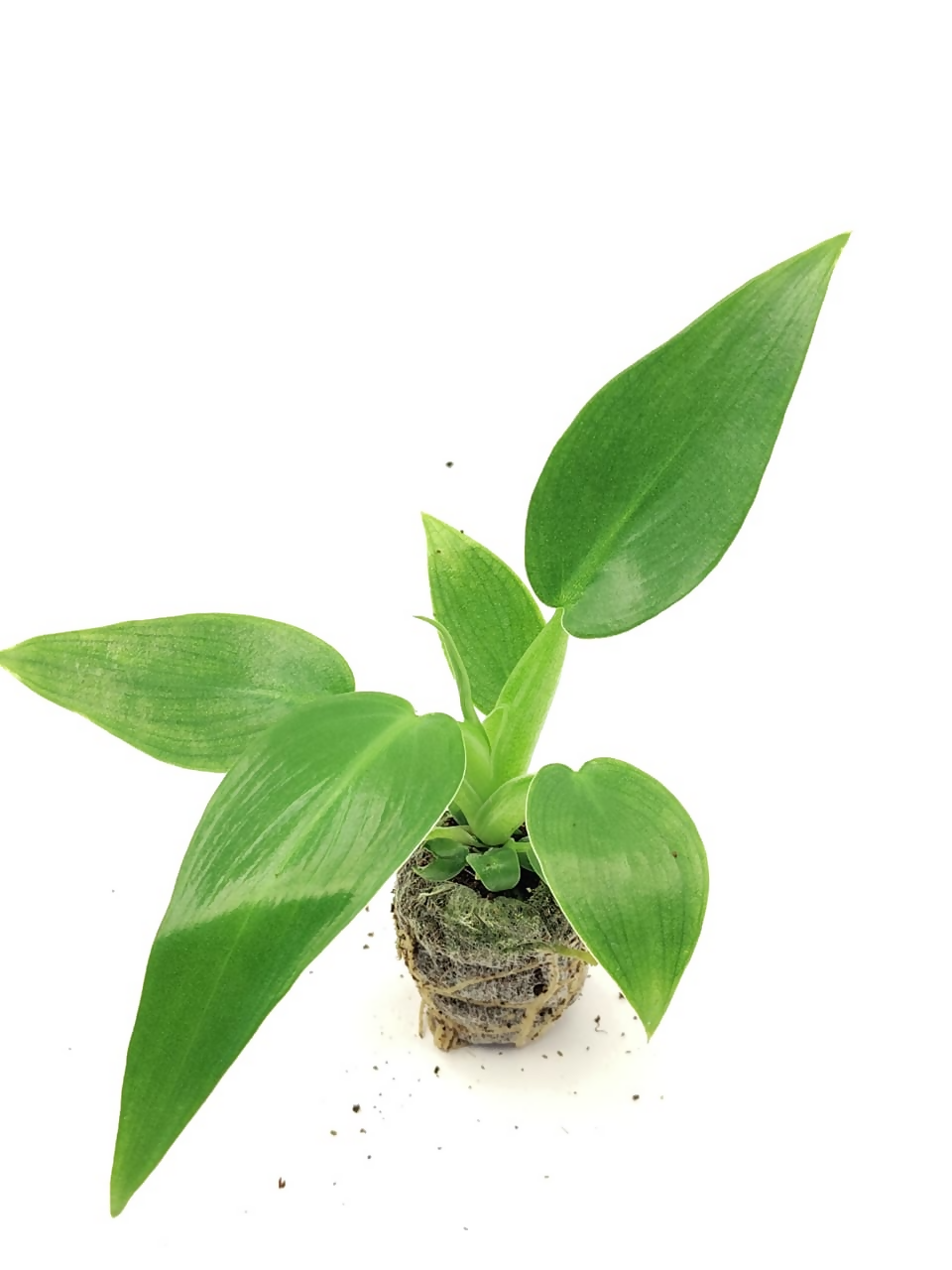 Philodendron Martianum Fat Boy – TC Plant - Ethereal DNA